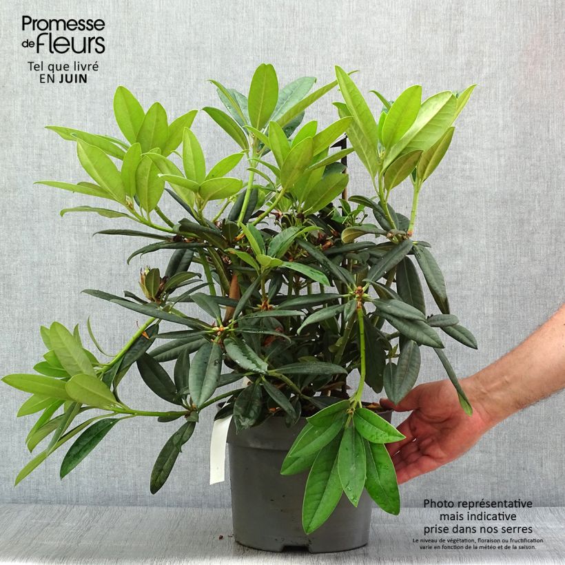 Exemplar von Rhododendron INKARHO Brigitte Topf mit 4L/5L wie im Sommer geliefert