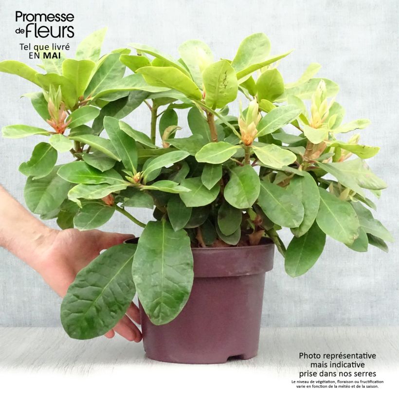 Exemplar von Rhododendron INKARHO Furnivall's Daughter. Topf mit 3L/4L wie im Frühjahr geliefert