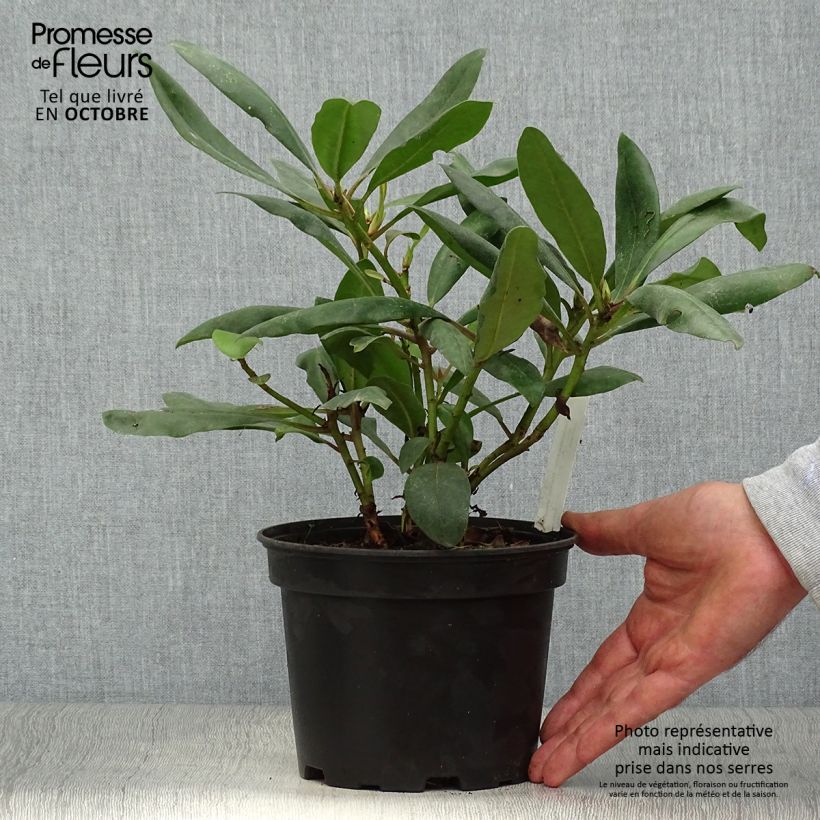 Exemplar von Rhododendron INKARHO Marcel Ménard Topf mit 4L/5L wie im Herbst geliefert