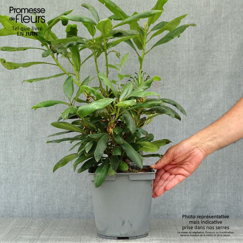 Exemplar von Rhododendron INKARHO Marcel Ménard Topf mit 4L/5L wie im Sommer geliefert