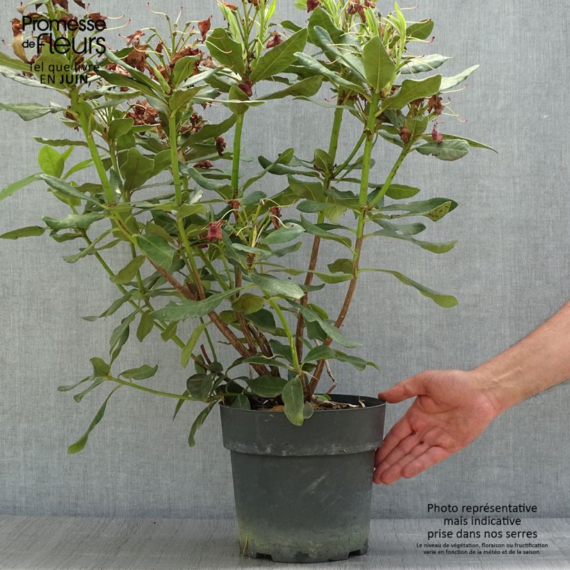 Exemplar von Rhododendron INKARHO Nova Zembla Topf mit 4L/5L wie im Sommer geliefert