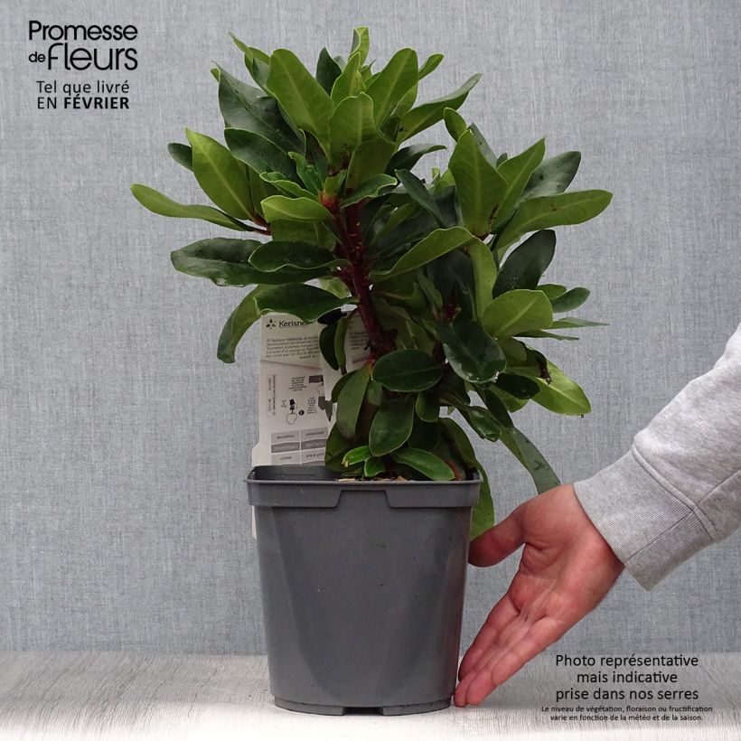 Exemplar von Rhododendron Lem's Monarch Topf mit 4L/5L wie im Herbst geliefert