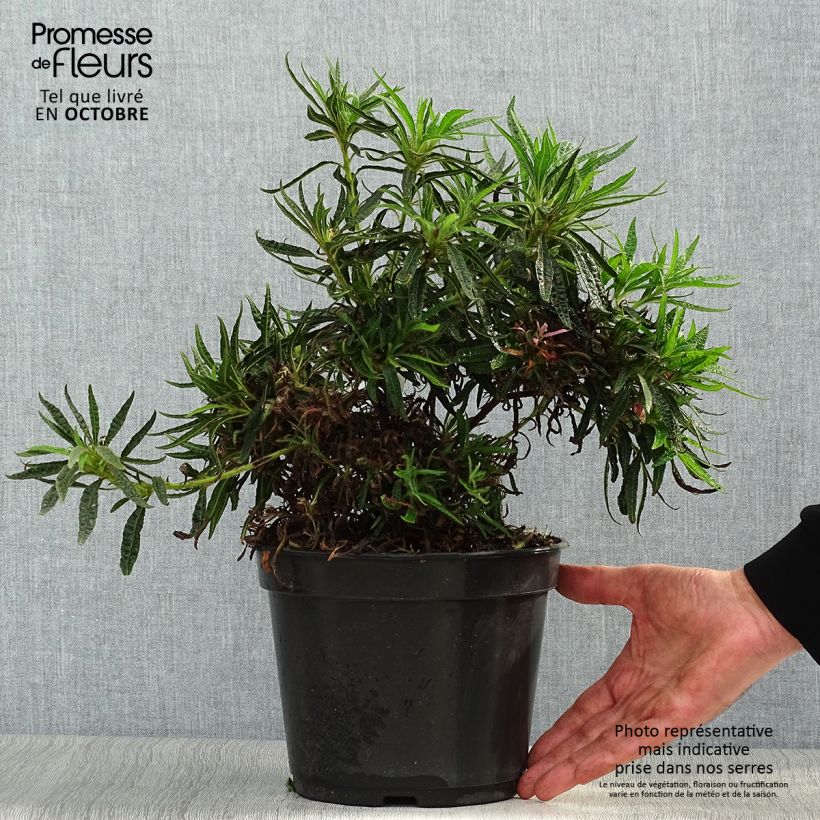 Exemplar von Rhododendron macrosepalum Linearifolium Topf mit 4L/5L wie im Herbst geliefert