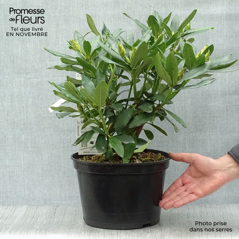 Exemplar von Rhododendron Madame Masson Topf mit 4L/5L wie im Herbst geliefert