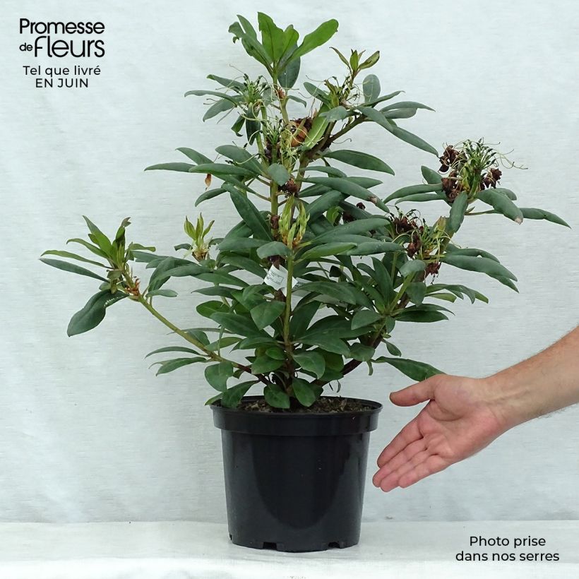 Exemplar von Rhododendron Marcel Ménard Topf mit 3L/4L wie im Sommer geliefert