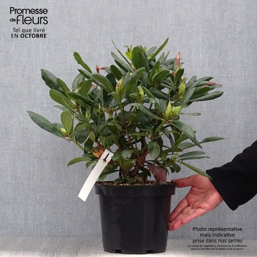 Exemplar von Rhododendron Marcel Ménard Topf mit 3L/4L wie im Herbst geliefert