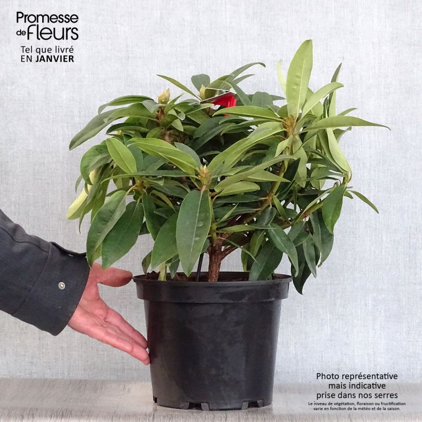 Exemplar von Rhododendron Marie Forte Topf mit 4L/5L wie im Winter geliefert