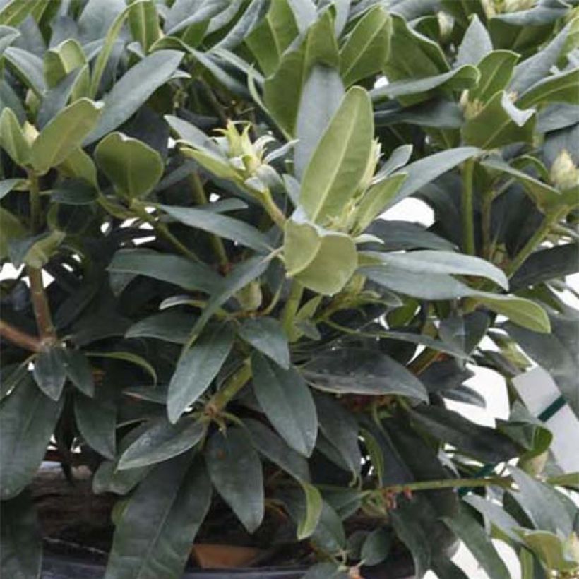 Rhododendron Marie Forte (Laub)
