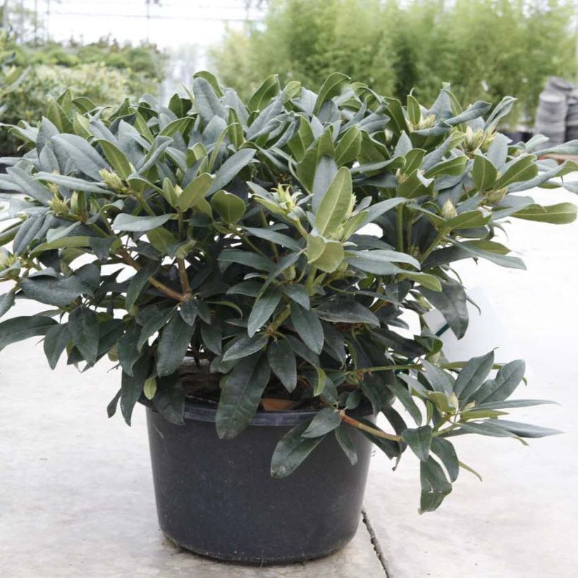 Rhododendron Marie Forte (Hafen)