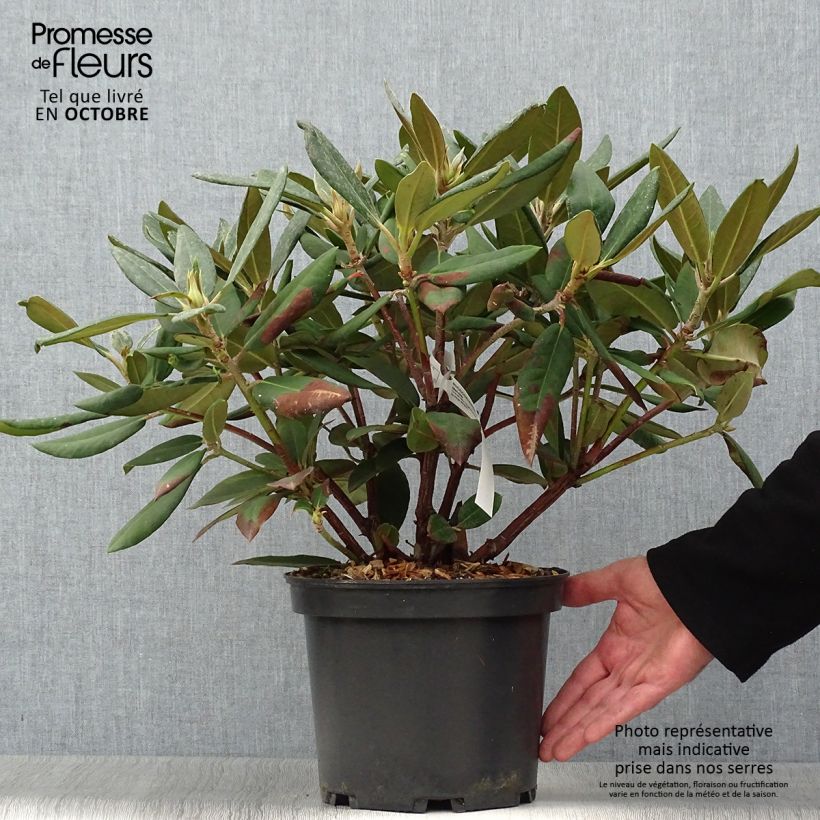 Exemplar von Rhododendron Melville Topf mit 3L/4L wie im Herbst geliefert