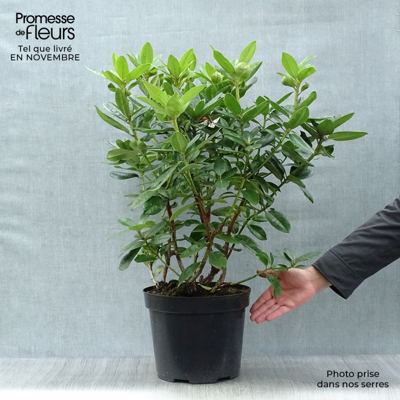 Exemplar von Rhododendron Mrs T.h.lowinsky Topf mit 7,5L/10L wie im Herbst geliefert