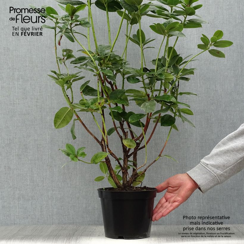Exemplar von Rhododendron Mrs T.h.lowinsky Topf mit 4L/5L wie im Herbst geliefert