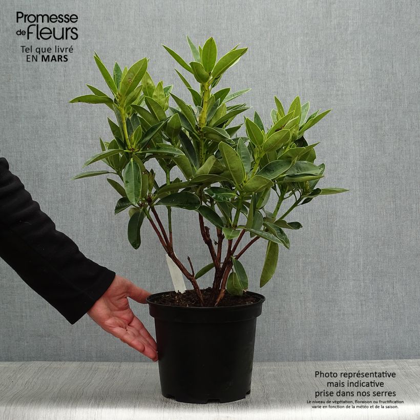 Exemplar von Rhododendron Olga Topf mit 4L/5L wie im Frühjahr geliefert