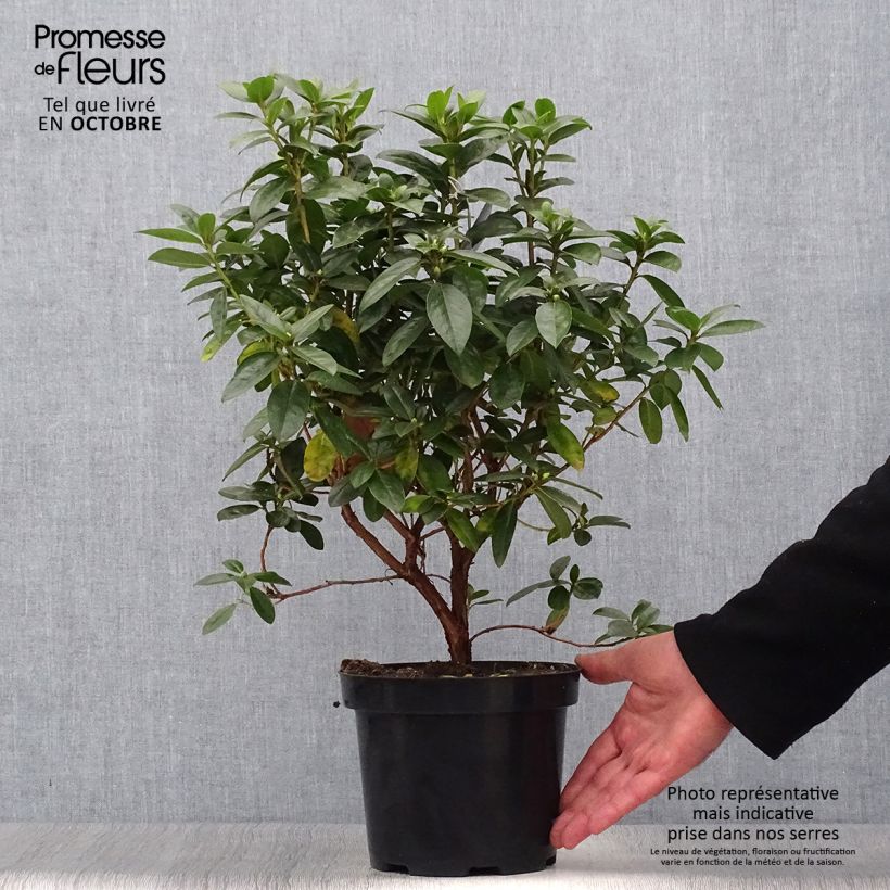Exemplar von Rhododendron Praecox Topf mit 2L/3L wie im Herbst geliefert