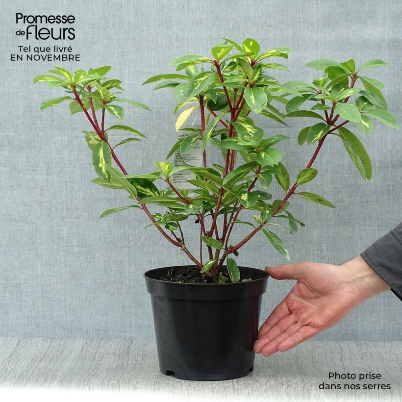 Exemplar von Rhododendron Président Roosevelt Topf mit 4L/5L wie im Herbst geliefert