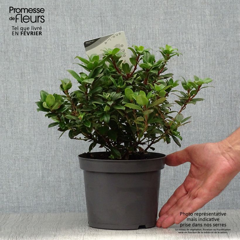 Exemplar von Rhododendron Princess Anne Topf mit 2L/3L wie im Herbst geliefert
