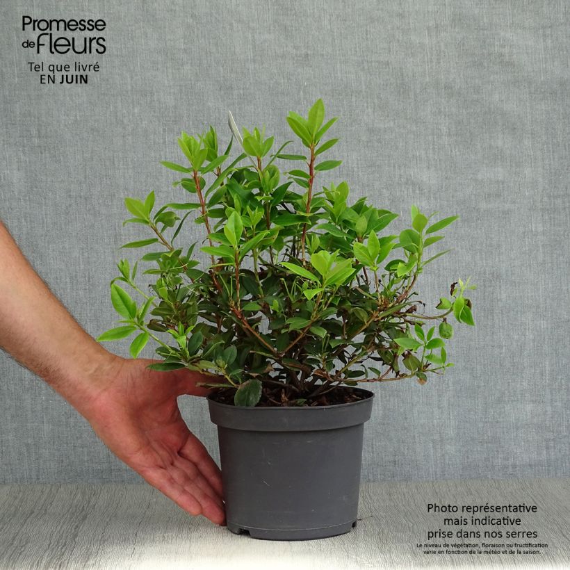 Exemplar von Rhododendron Princess Anne Topf mit 2L/3L wie im Sommer geliefert