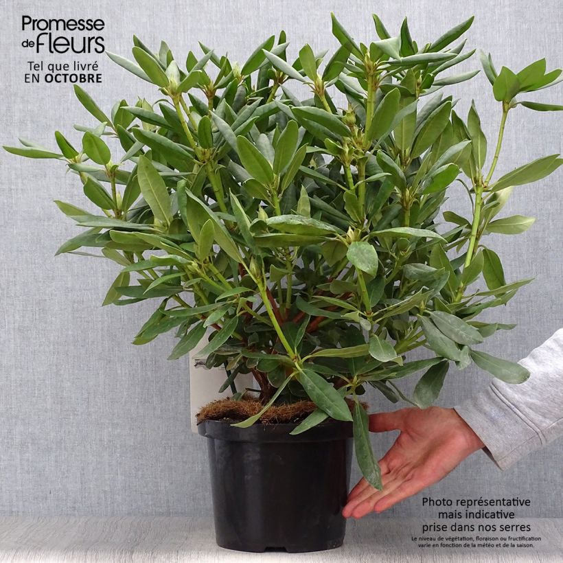 Exemplar von Rhododendron catawbiense Roseum Elegans Topf mit 4L/5L wie im Herbst geliefert