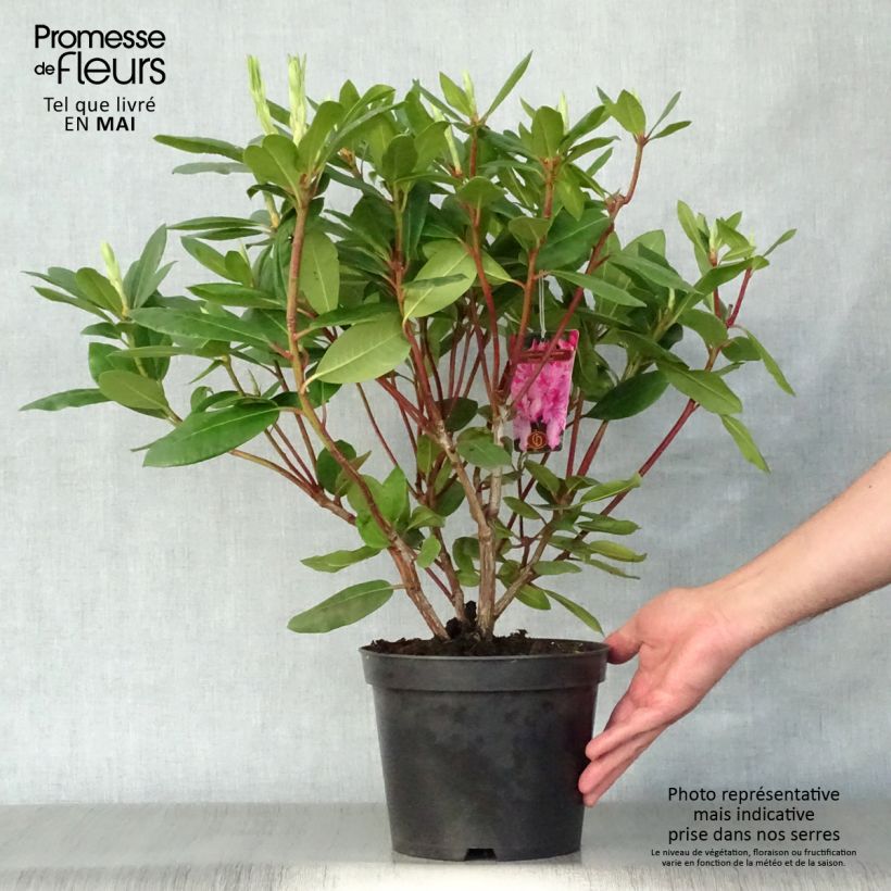Exemplar von Rhododendron catawbiense Roseum Elegans Topf mit 4L/5L wie im Frühjahr geliefert