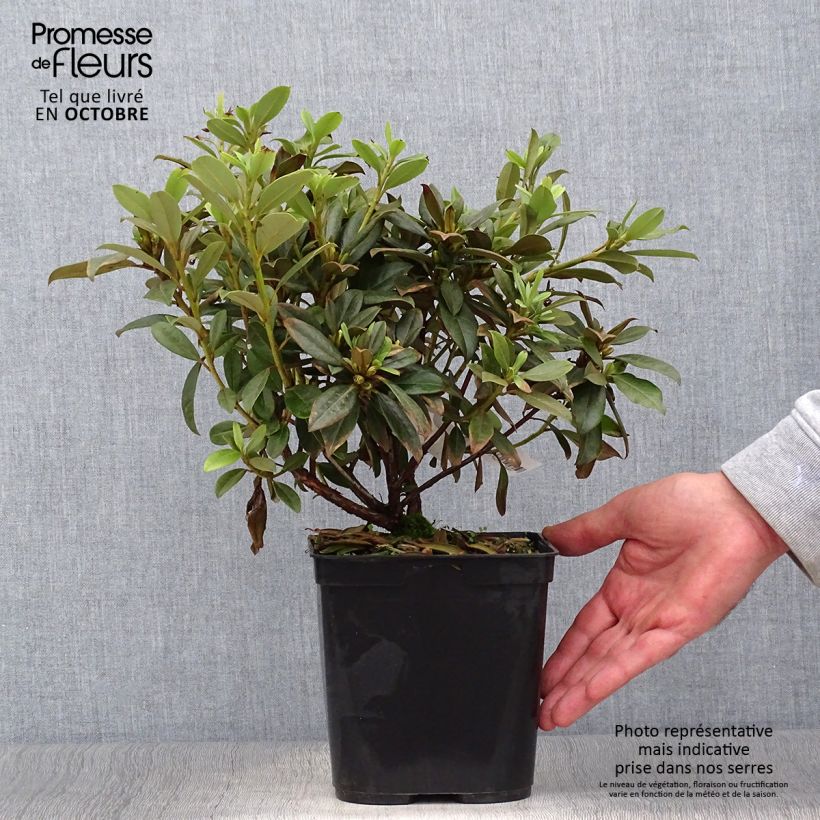 Exemplar von Rhododendron Saffron Queen Topf mit 3L/4L wie im Herbst geliefert