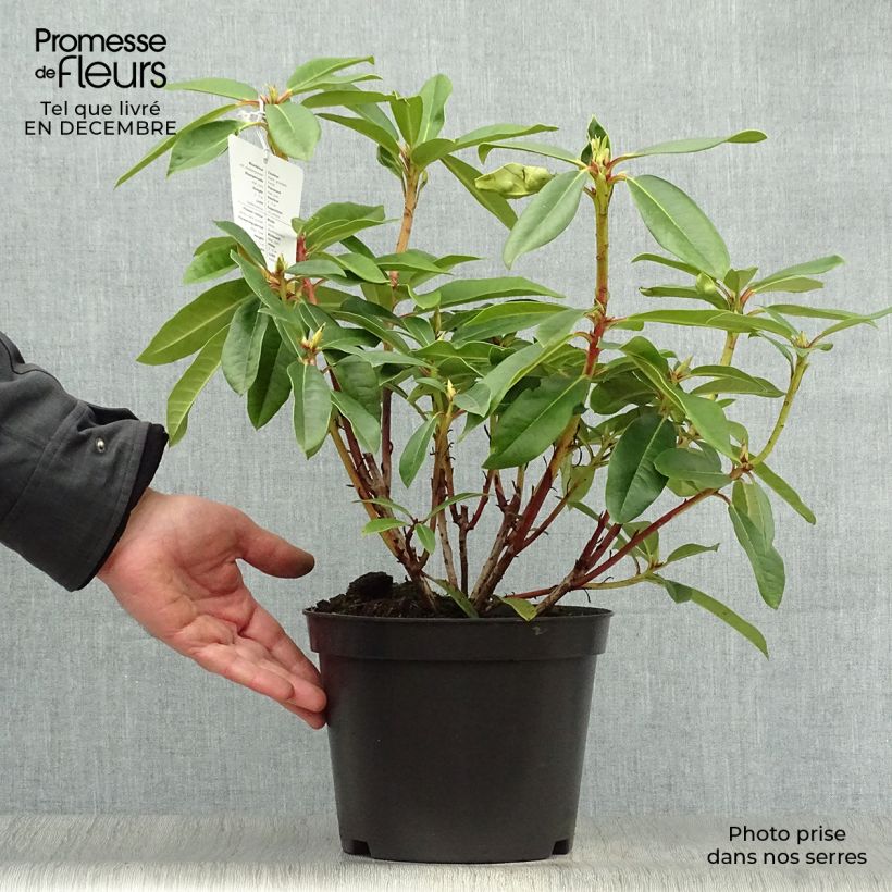 Exemplar von Rhododendron Sappho Topf mit 4L/5L wie im Winter geliefert