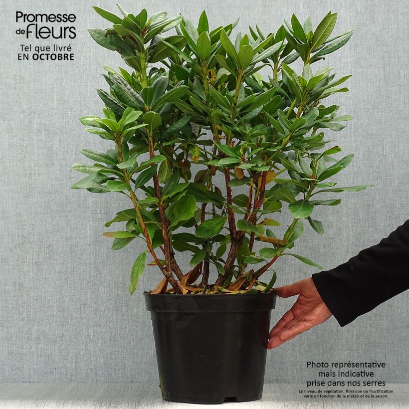 Exemplar von Rhododendron Scarlet Wonder Topf mit 2L/3L wie im Herbst geliefert