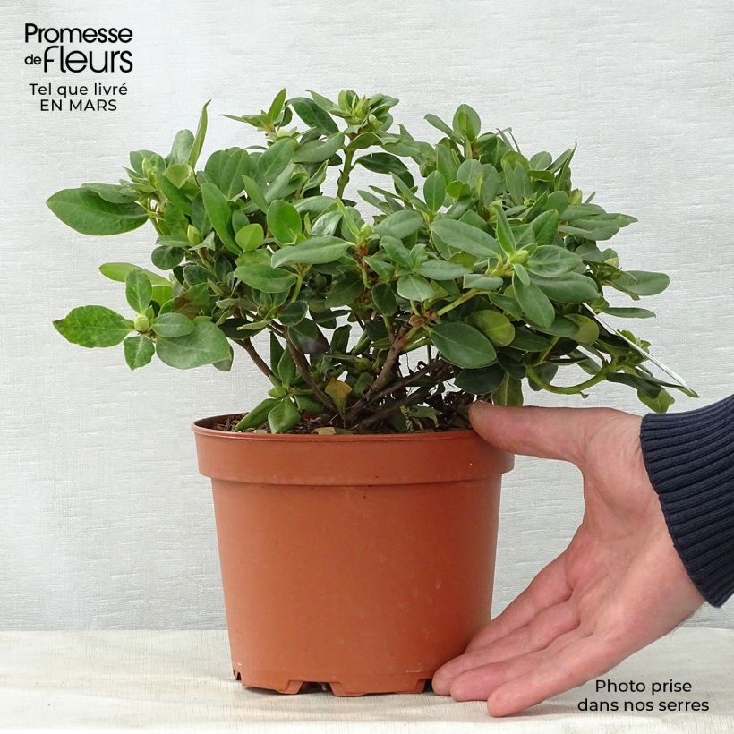 Exemplar von Rhododendron Shamrock Topf mit 2L/3L wie im Frühjahr geliefert
