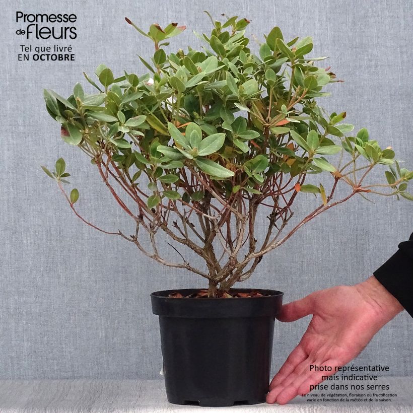 Exemplar von Rhododendron Shamrock Topf mit 2L/3L wie im Herbst geliefert