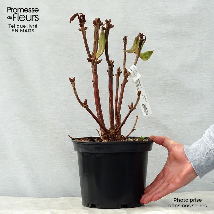 Exemplar von Rhododendron Sir Charles Lemon Topf mit 4L/5L wie im Frühjahr geliefert