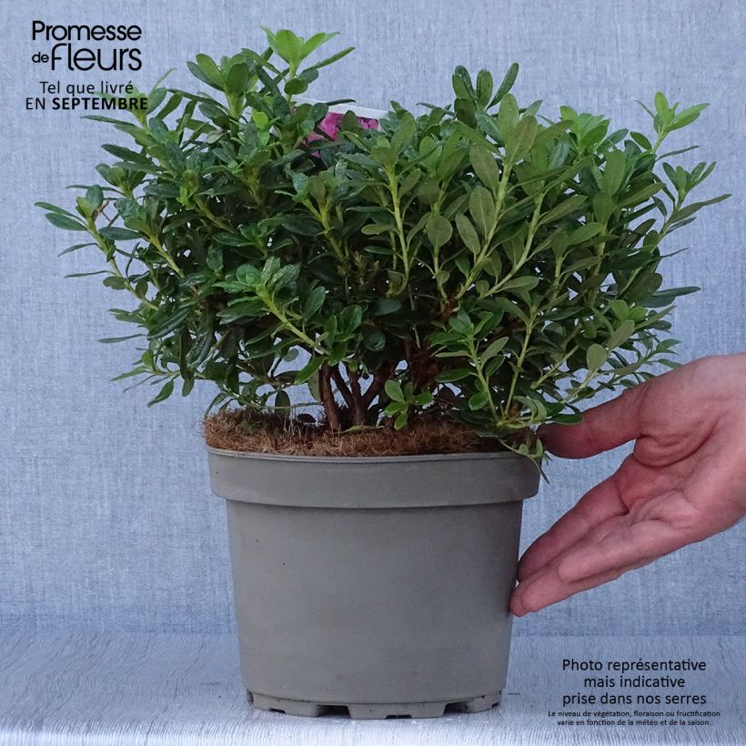 Exemplar von Rhododendron Snipe Topf mit 2L/3L wie im Herbst geliefert