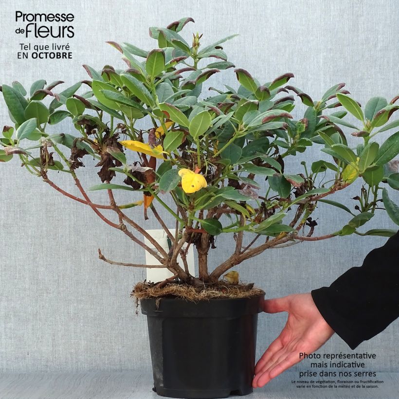 Exemplar von Rhododendron Virginia Richards Topf mit 4L/5L wie im Herbst geliefert