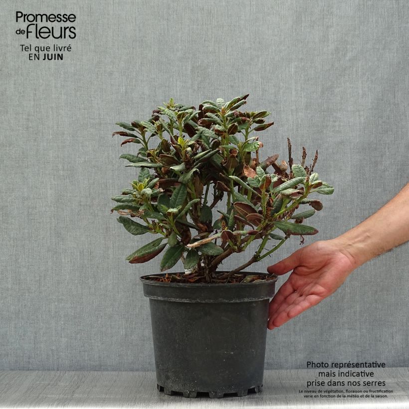 Exemplar von Rhododendron Wine & Roses Topf mit 6L/7L wie im Sommer geliefert