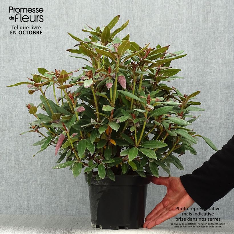 Exemplar von Rhododendron Winsome Topf mit 3L/4L wie im Herbst geliefert