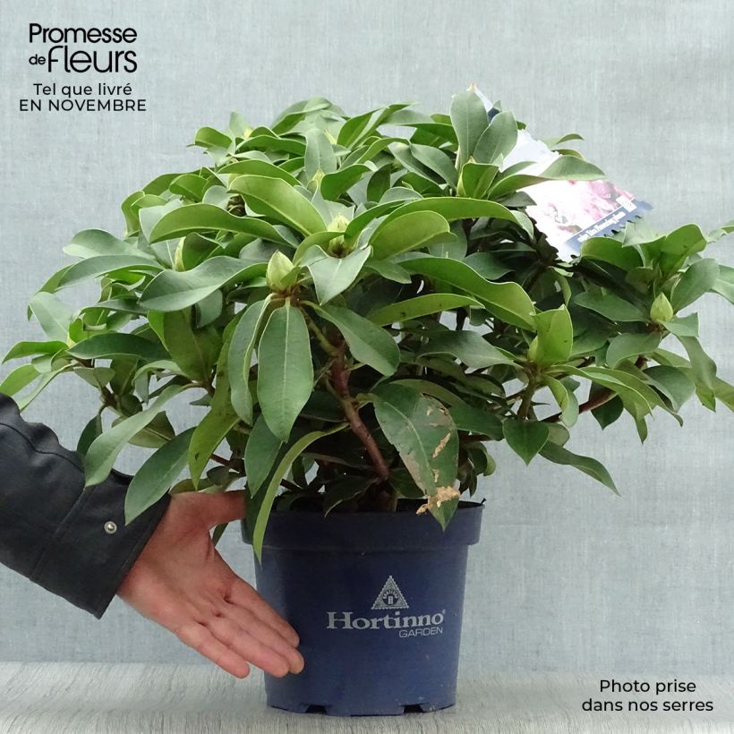 Exemplar von Rhododendron XXL Topf mit 2L/3L wie im Herbst geliefert