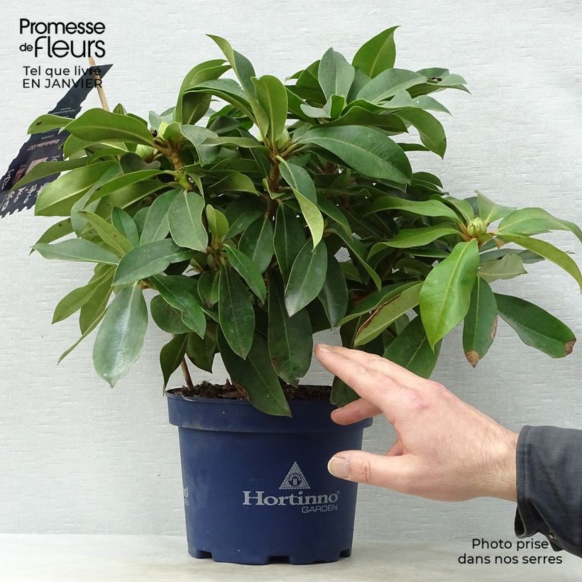 Exemplar von Rhododendron XXL Topf mit 2L/3L wie im Winter geliefert
