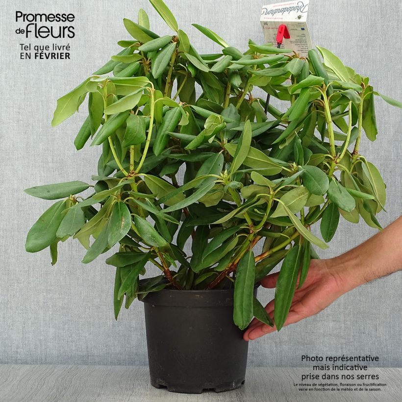 Exemplar von Rhododendron catawbiense Boursault Topf mit 4L/5L wie im Herbst geliefert