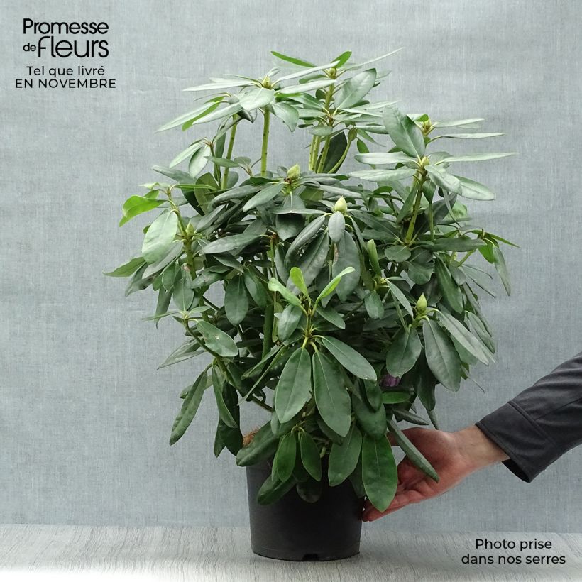Exemplar von Rhododendron catawbiense Grandiflorum Topf mit 4L/5L wie im Herbst geliefert