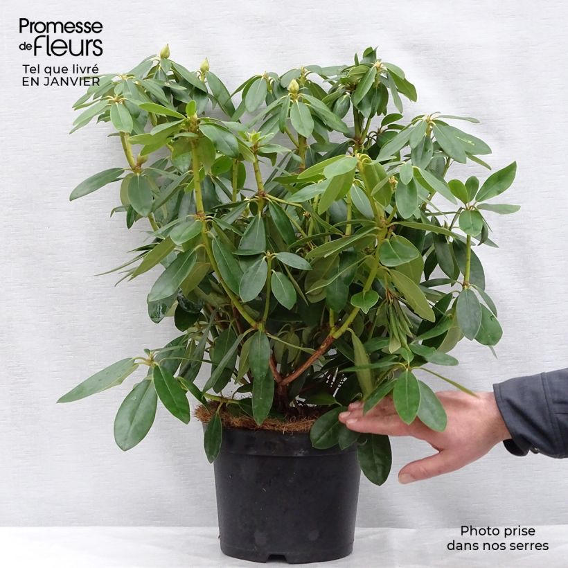 Exemplar von Rhododendron catawbiense Grandiflorum Topf mit 4L/5L wie im Winter geliefert