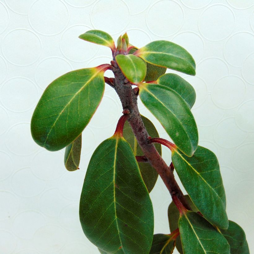Rhododendron cinnabarinum (Laub)
