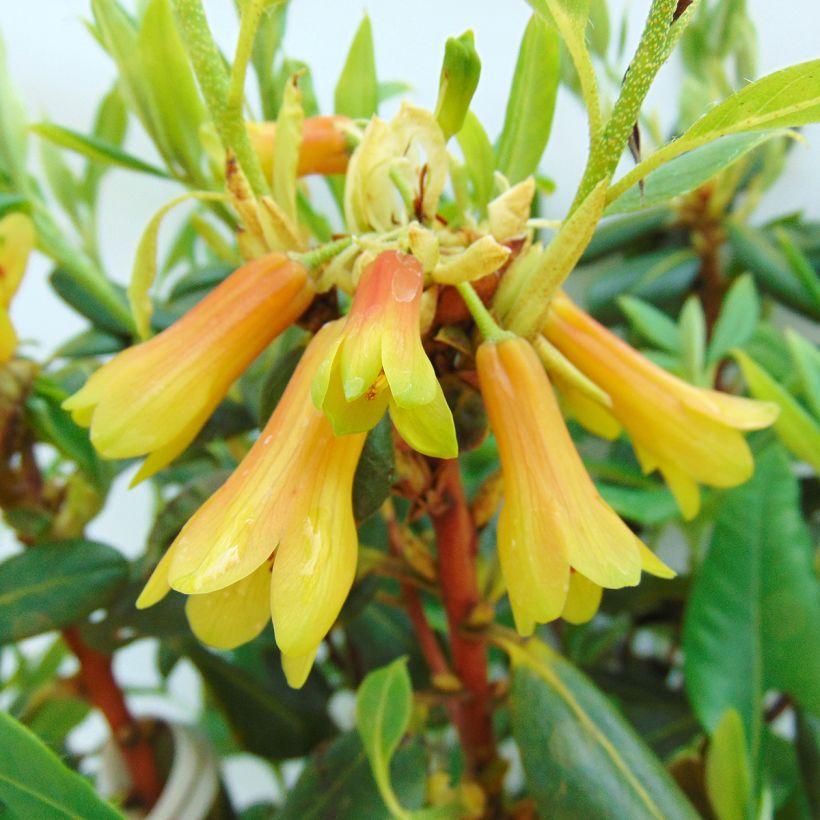 Rhododendron cinnabarinum (Blüte)