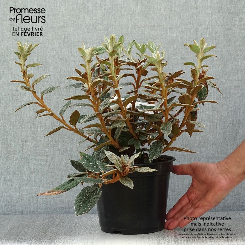 Exemplar von Rhododendron edgeworthii Topf mit 3L/4L wie im Herbst geliefert