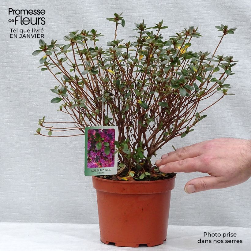 Exemplar von Japanische Azalee Amoena - Azalea Topf mit 2L/3L wie im Winter geliefert