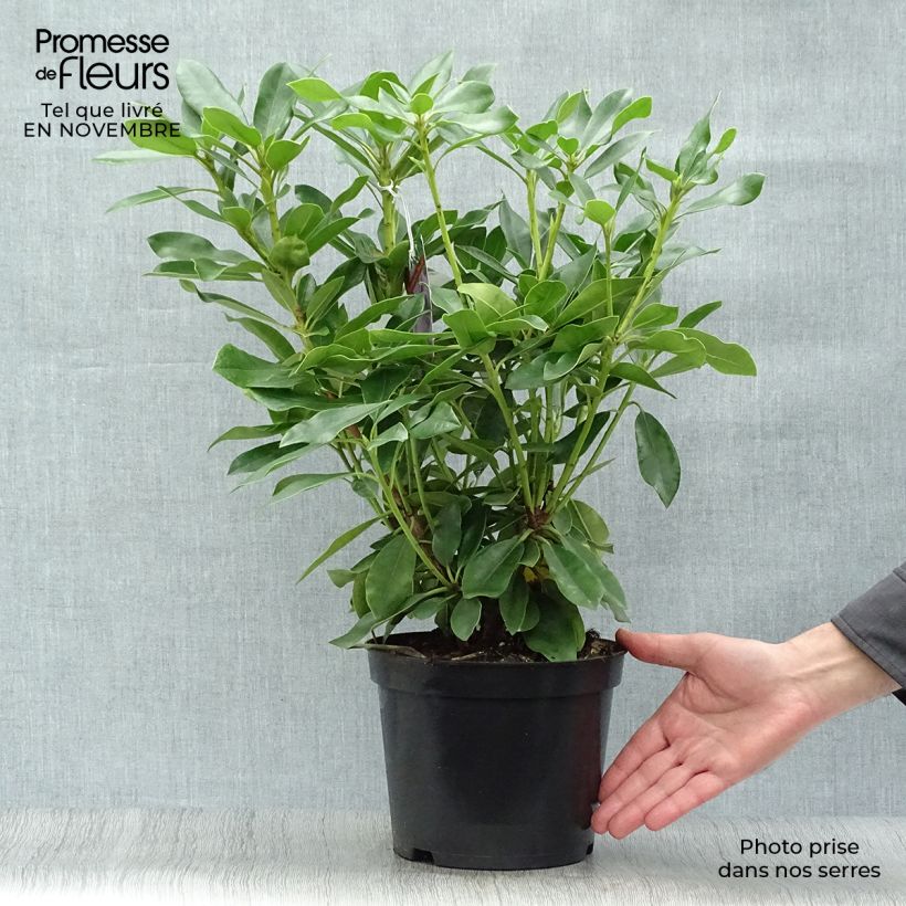 Exemplar von Rhododendron Blue Jay Topf mit 4L/5L wie im Herbst geliefert