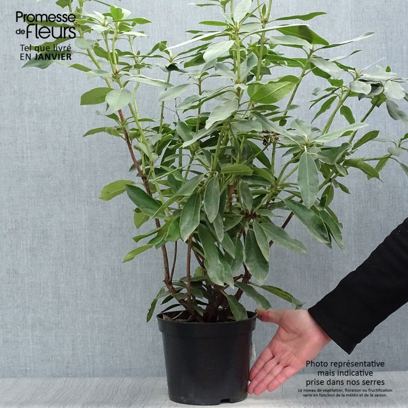 Exemplar von Rhododendron Blue Jay Topf mit 4L/5L wie im Winter geliefert