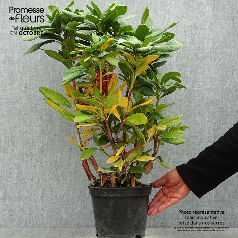 Exemplar von Rhododendron Cosmopolitan Topf mit 2L/3L wie im Herbst geliefert