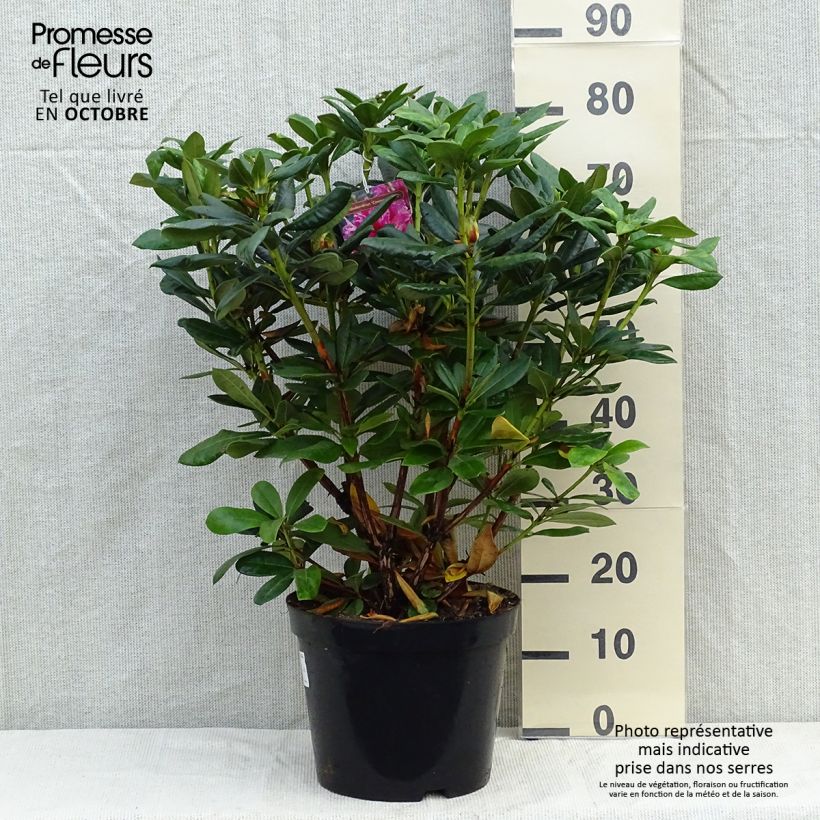 Exemplar von Rhododendron Cosmopolitan Topf mit 7,5L/10L wie im Herbst geliefert