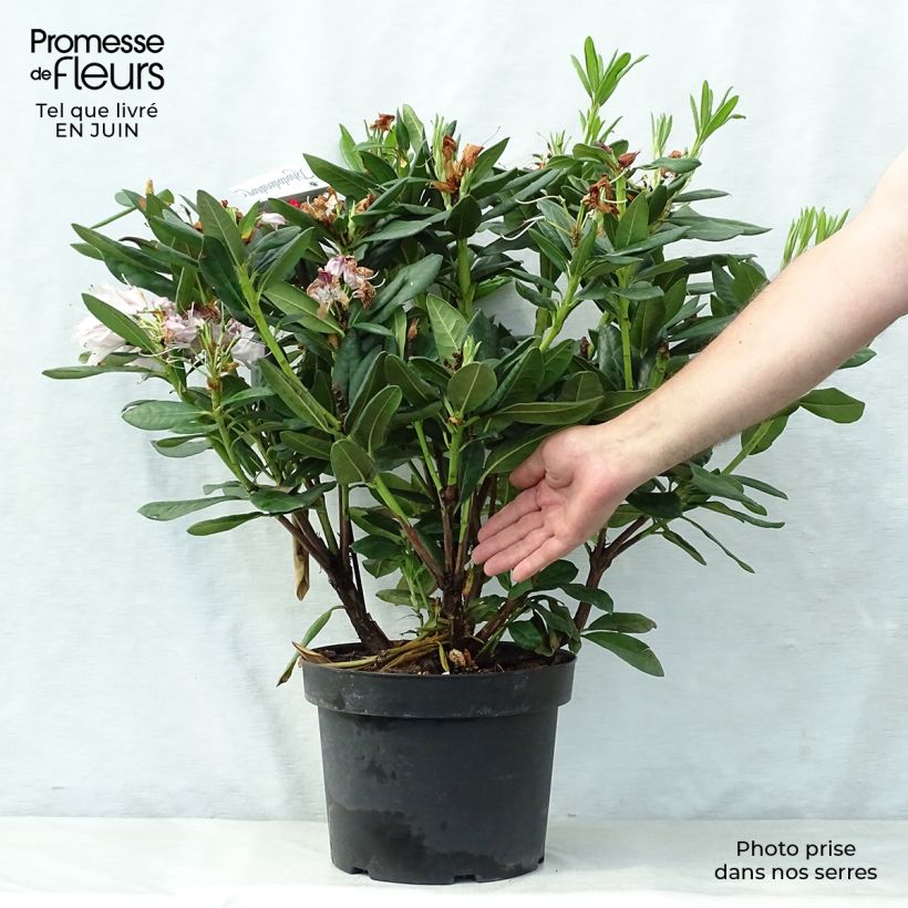 Exemplar von Rhododendron Cosmopolitan Topf mit 7,5L/10L wie im Sommer geliefert