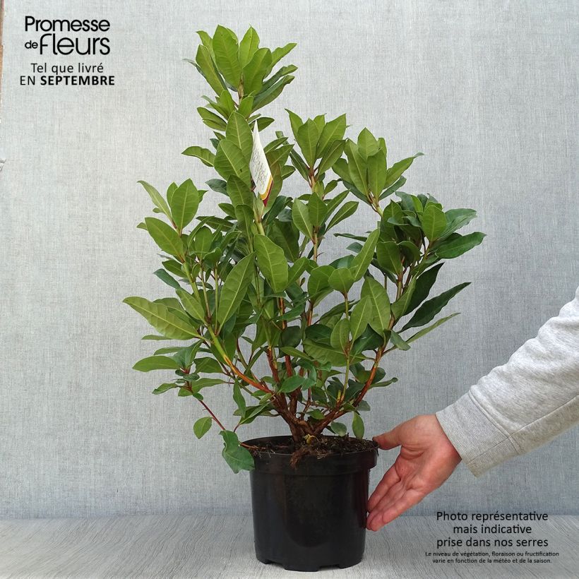 Exemplar von Rhododendron Lord Roberts Topf mit 4L/5L wie im Herbst geliefert