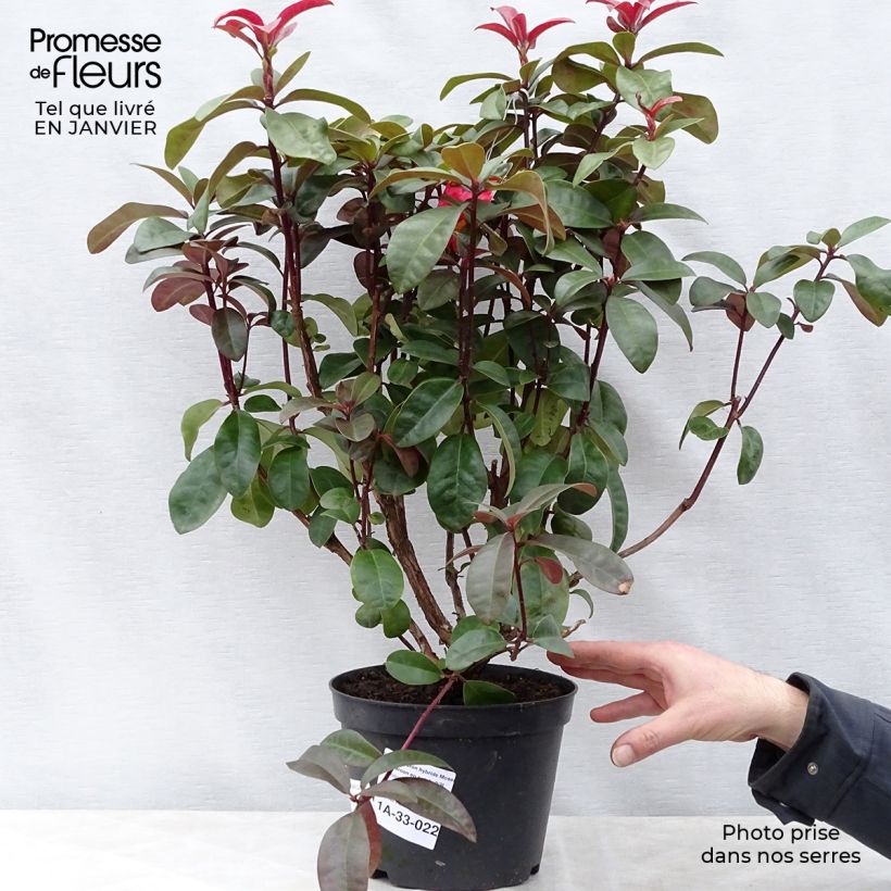Exemplar von Rhododendron Moser's Maroon Topf mit 4L/5L wie im Winter geliefert
