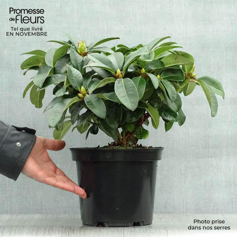 Exemplar von Rhododendron Naselle Topf mit 4L/5L wie im Herbst geliefert